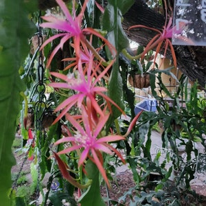 May include: Pink and red flowers with long, thin petals bloom on a green vine. The flowers are hanging from a chain and are surrounded by green leaves.