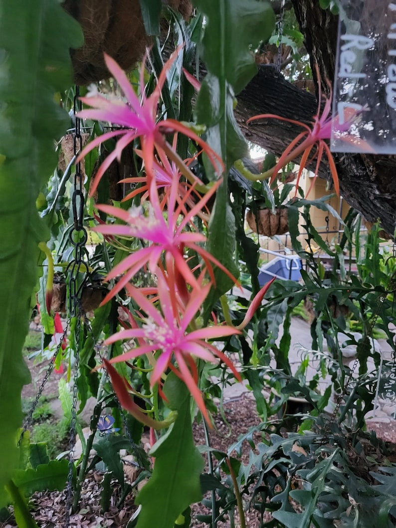 May include: Pink and red flowers with long, thin petals bloom on a green vine. The flowers are hanging from a chain and are surrounded by green leaves.
