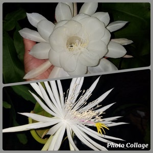 6 Cuttings of  the Ladys Of the Night Collection-3Cut Oxypetalum & 3Cut Hookeri-{Oxypetalum has larger petals} {Hookeri a longer bloom time}