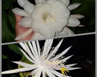 6 Cuttings of  the Ladys Of the Night Collection-3Cut Oxypetalum & 3Cut Hookeri-{Oxypetalum has larger petals} {Hookeri a longer bloom time}