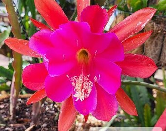 Shangri La - One Cutting 6-8" - Think Tropical, tree dweller, living in the dappled sunlight from in a tree. Think Orchids, spider plants