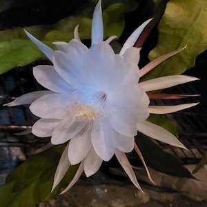 Full Moon Beauty-One Cutting@ 6&quot;-8&quot; cutting. Very Fe have it. Cross species Oxypetalum x Pumilum, !LABLE WELL!!