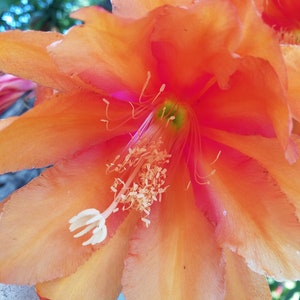 以下が含まれることがあります： 白い中心とピンクの縁を持つ明るいオレンジ色の花をクローズアップ。花はたくさんの花びらを持ち、満開です。