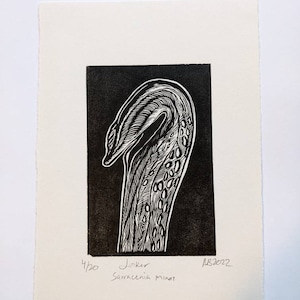 Linocut print - Sarracenia minor - &quot;Joker&quot;