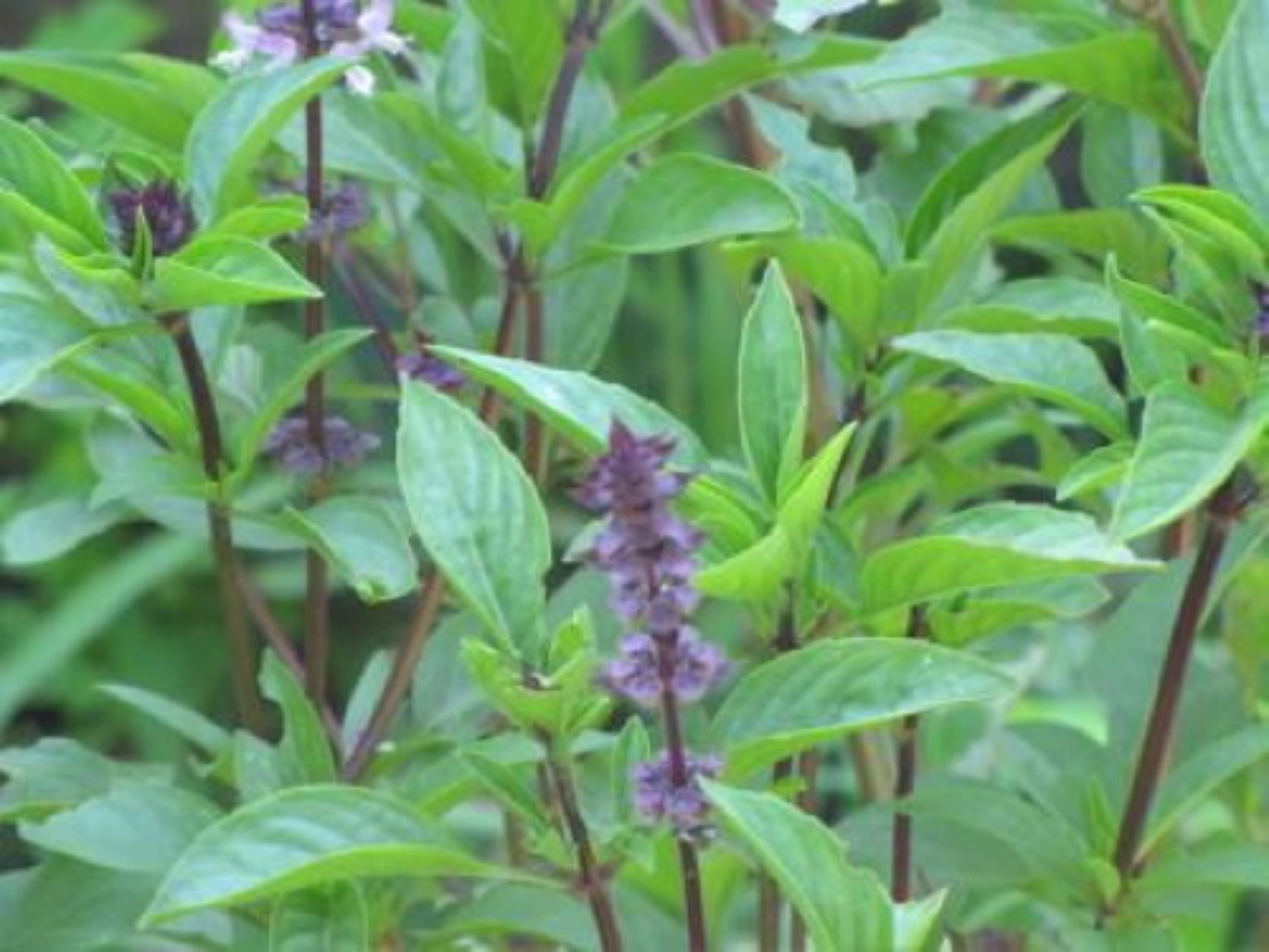 Licorice Basil 20 Seeds 2020 Etsy