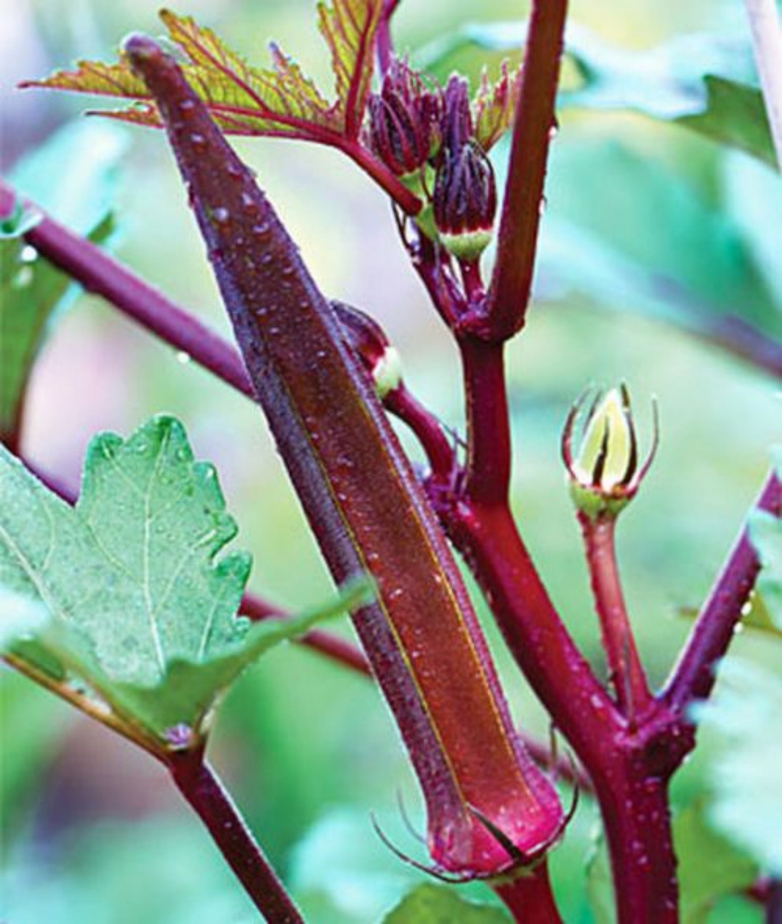 Red Burgundy Okra 30 seeds 2020 Etsy