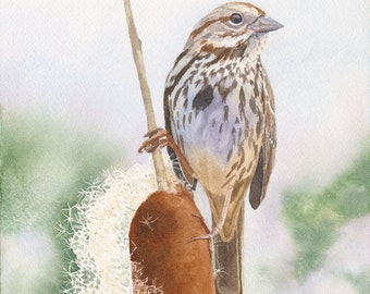 Song Sparrow Bird Print of Original Watercolor Art by Kelly Hildner, 8x10, Gift for Bird Lover, Bird wall art, Bird Wall Décor, home gift