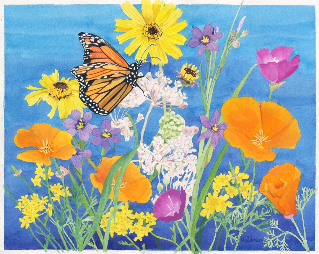 Monarch Butterfly Watercolor Painting: California Wildflower Art Print ...