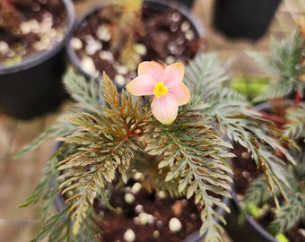 Begonia bipinnatifida Grower's Choice