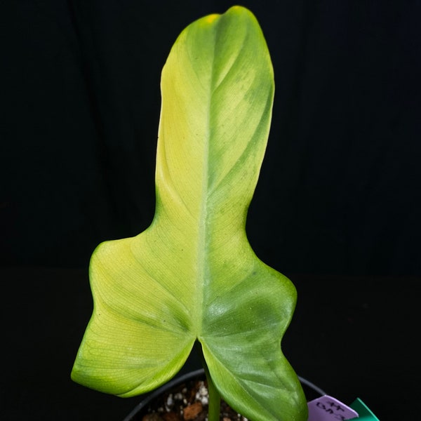 P. bipennifolium aurea #BA-3