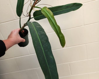 Philodendron bicolor Grower's Choice