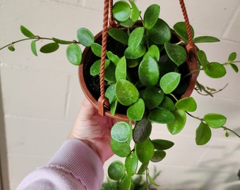 Hoya mathilde light splash Grower's Choice