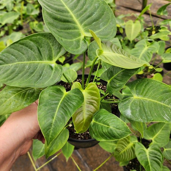 Anthurium veitchii wide form - Grower's Choice