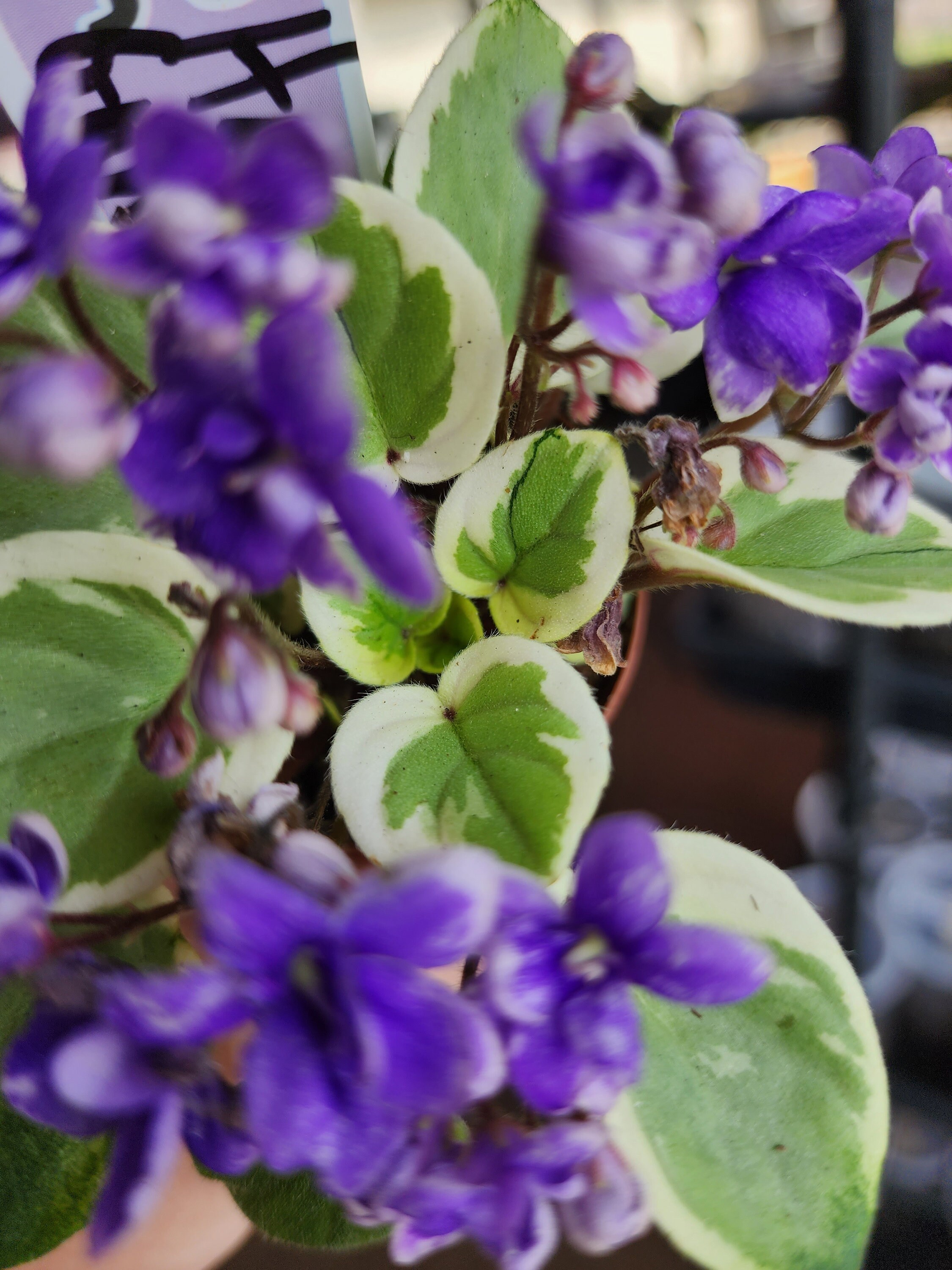 African Violet Jersey Lilacs semiminiature pair of leaves