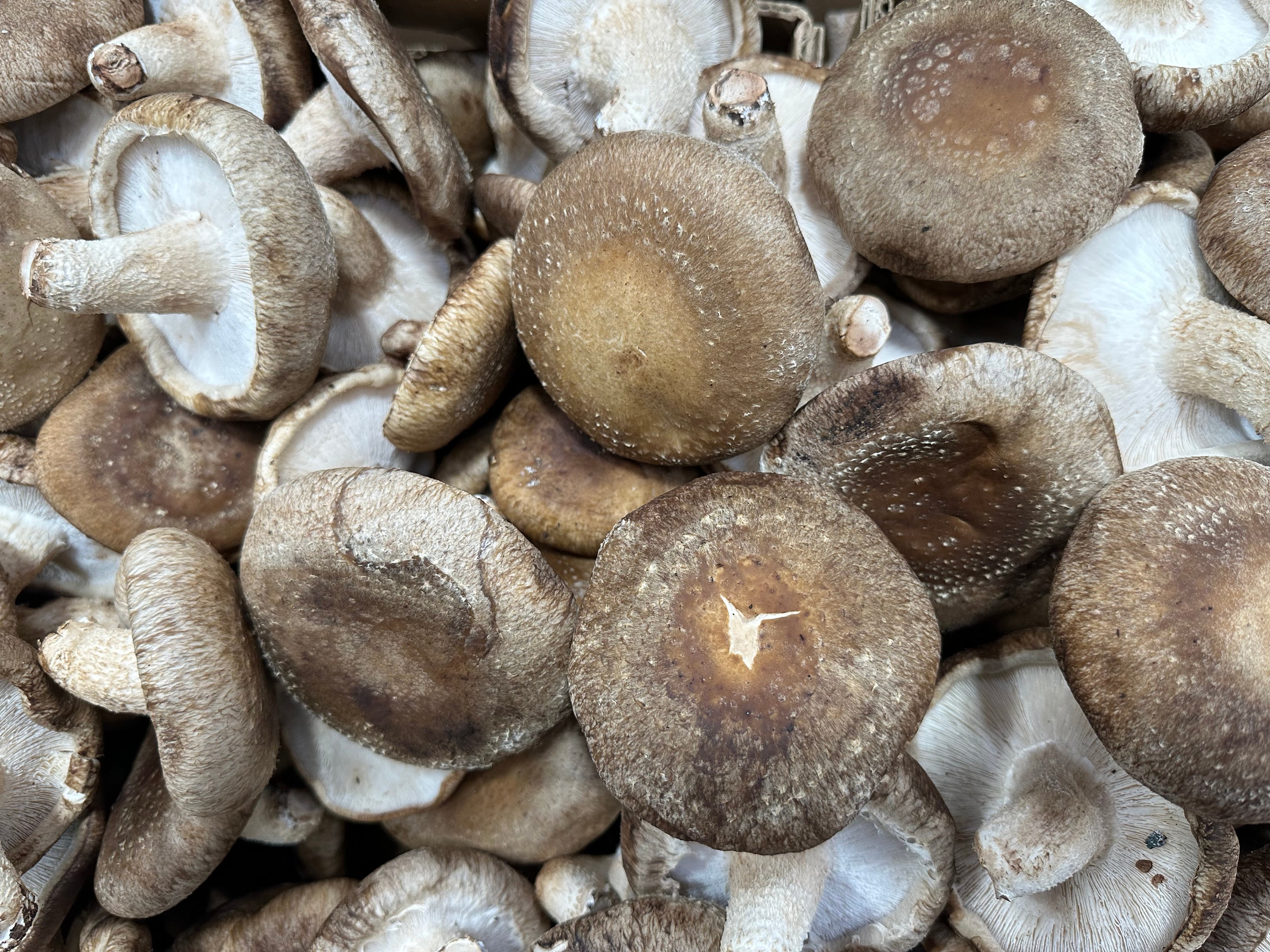 Sealable Mushroom Growing Bags Injection Port Mycelium Grain Substrate ...