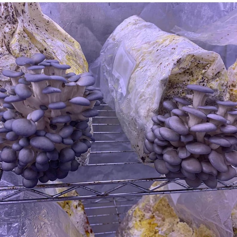 Sealable Mushroom Growing Bags Injection Port Mycelium Grain Substrate ...