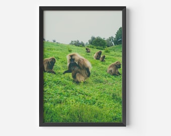 Ethiopian Art Print | Monkey Digital Art | East African Art | Ethiopia Photography | Africa Travel Poster | Ethiopia Downloadable Print