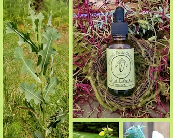Wild Foraged Wild Lettuce (Lactuca Serriola) Tincture!