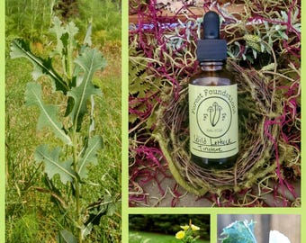 Wild Prickly Lettuce Tincture, Wild Foraged and Responsibily Harvested!