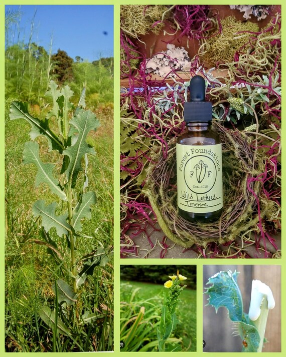 Wild Lettuce (Prickly/Opium Lettuce) Wild Foraged!
