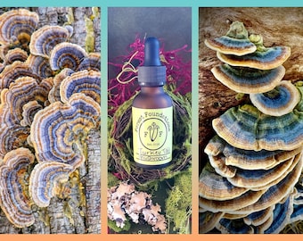 Turkey Tail Tincture - Wild Foraged!