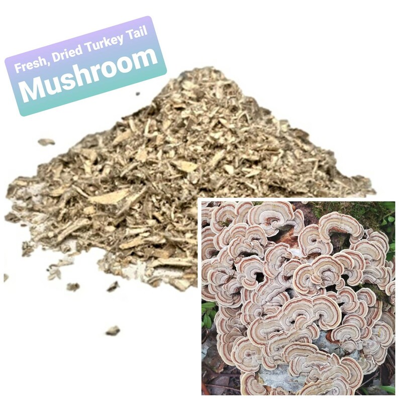 Wild Foraged Fresh Dried Turkey Tail Mushroom. Tea Ready 10 Etsy