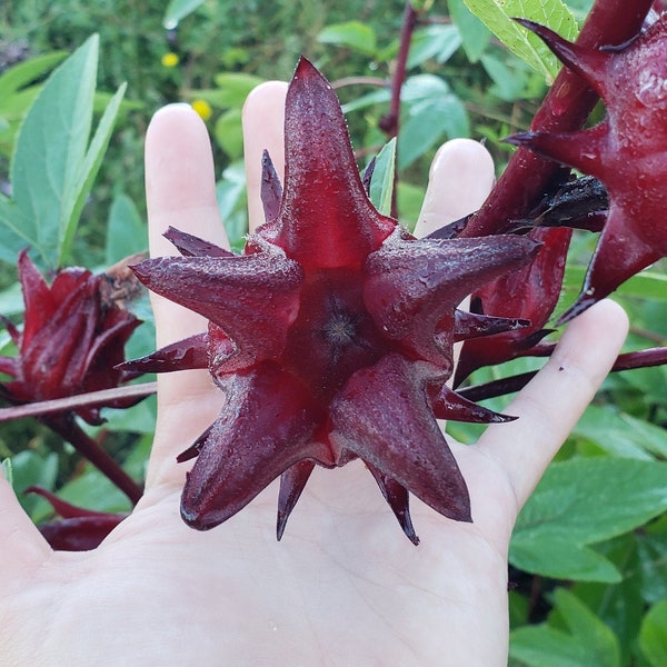 Cranberry Hibiscus Plant Etsy