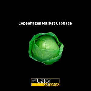 Brassica oleracea var. capitata Copenhagen Market Cabbage Heirloom