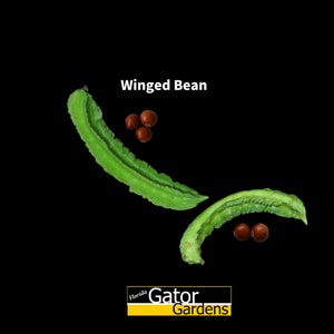Psophocarpus tetragonolobus Winged Bean 10+ seeds Tropical Bean Star Vegetable Exotic Tropical Florida Garden