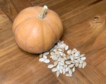 Curcubita moschata 10 seeds Seminole Pumpkin Florida Native Tropical Pumpkin