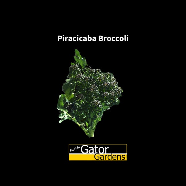 Brassica oleracea Piracicaba Broccoli 100+ seeds Tropical Broccoli Florida Seeds