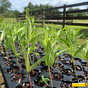 Cajanus cajan 50 seeds Pigeon Pea, Gandules, Gungo Peas image 5