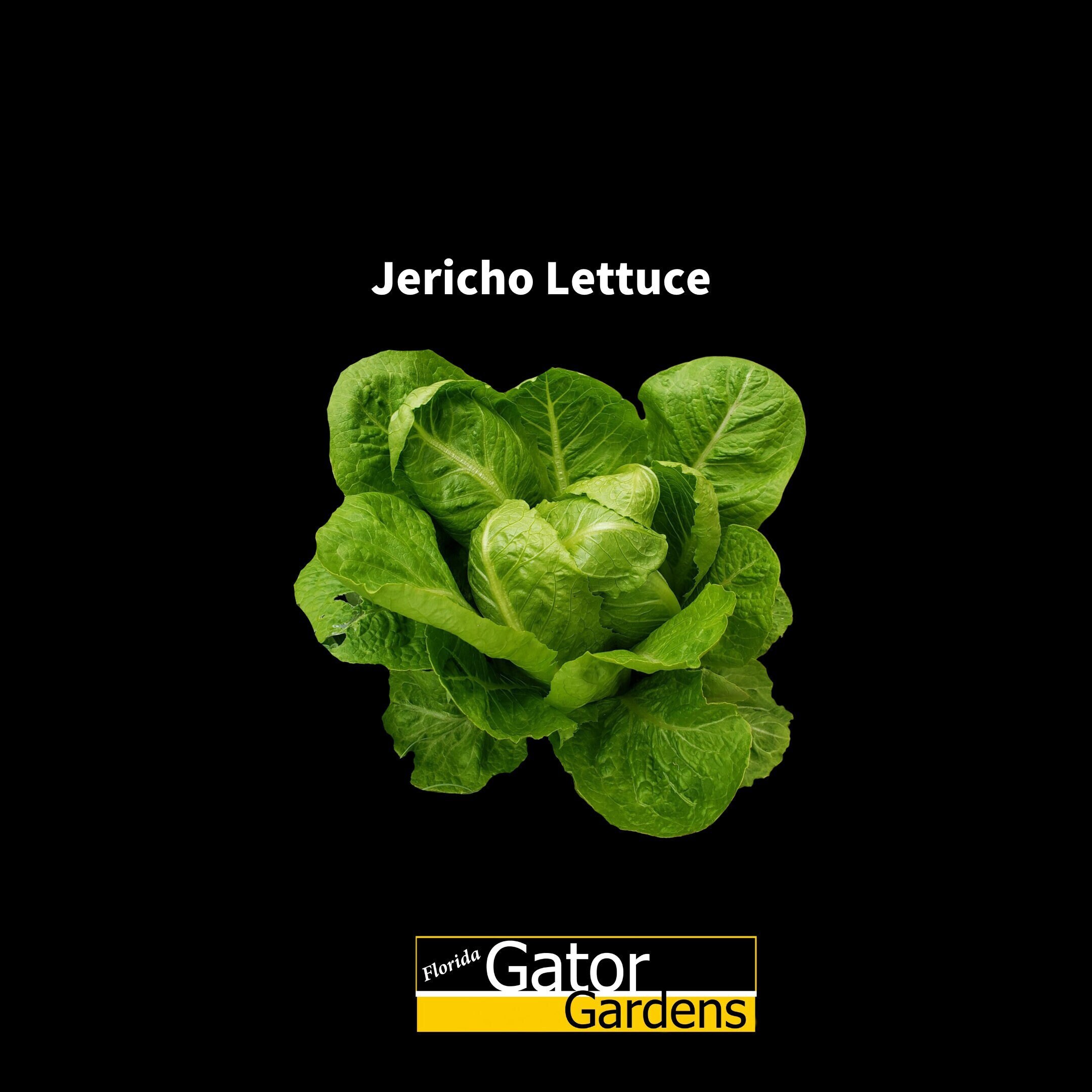 Lactuca Sativa Jericho Lettuce 200 Seeds Tropical Lettuce, Florida