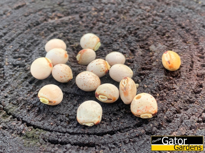 Cajanus cajan 50 seeds Pigeon Pea, Gandules, Gungo Peas image 2