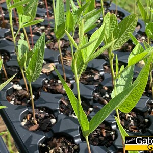 Cajanus cajan 50 seeds Pigeon Pea, Gandules, Gungo Peas image 4