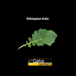 Brassica carinata Ethiopian Kale 100+ seeds, Tropical Kale