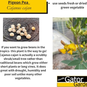 Cajanus cajan 50 seeds Pigeon Pea, Gandules, Gungo Peas image 1