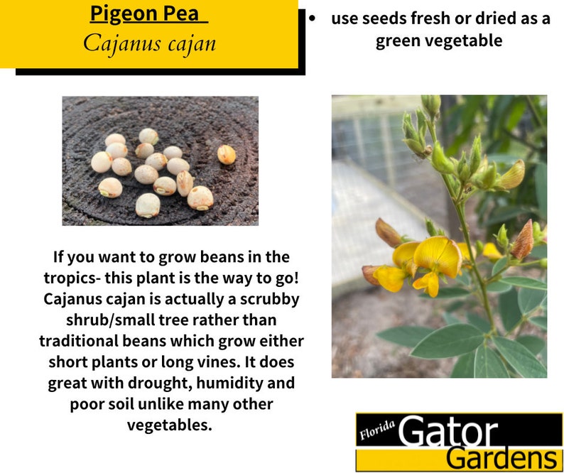 Cajanus cajan 50 seeds Pigeon Pea, Gandules, Gungo Peas image 1