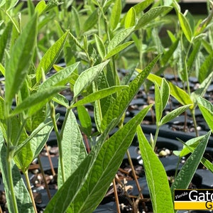 Cajanus cajan 50 seeds Pigeon Pea, Gandules, Gungo Peas image 3