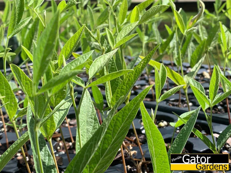 Cajanus cajan 50 seeds Pigeon Pea, Gandules, Gungo Peas image 3