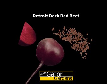 Beta vulgaris Detroit Dark Red Beet 200 seeds