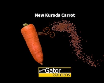 New Kuroda Tropical Carrot 500+ seeds Florida Seeds