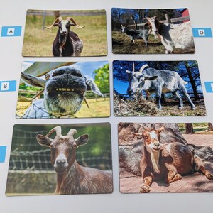 Magnets - Goat magnets, gifts for goat lovers, goat gifts, farm animal magnets, funny magnets, animal magnets, kitchen decor, funny goats
