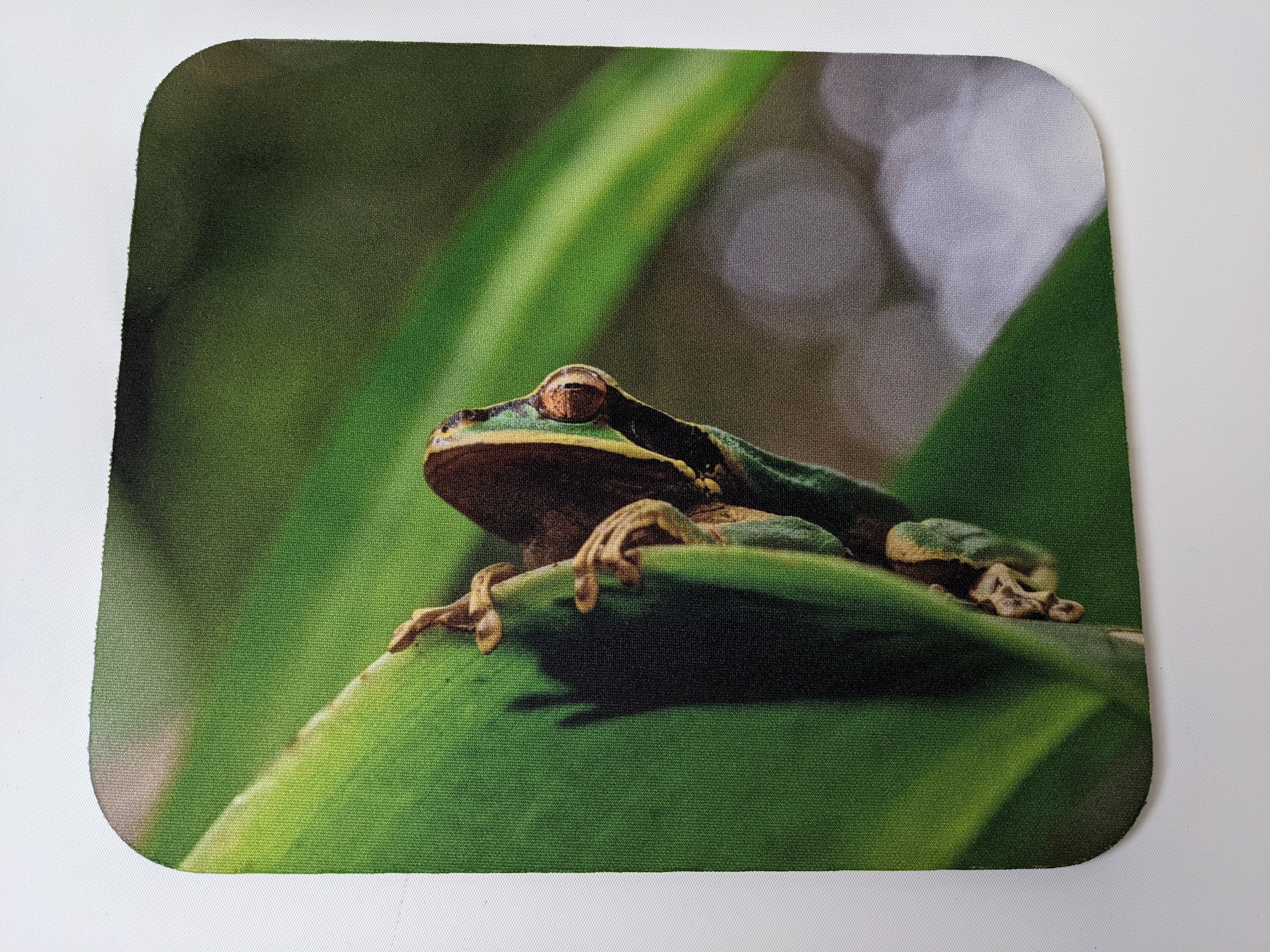 Mousepads Stretching Frog, Red Eyed Tree Frog Mousepads, Costa Rica