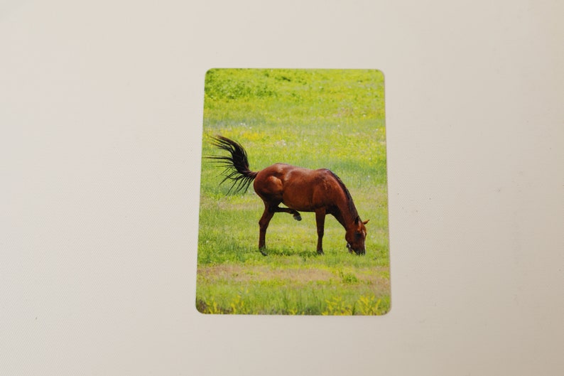 animal photography games Horse tail swinging horse lovers birthday gifts South Dakota Deck of cards animal lovers hobbies poker