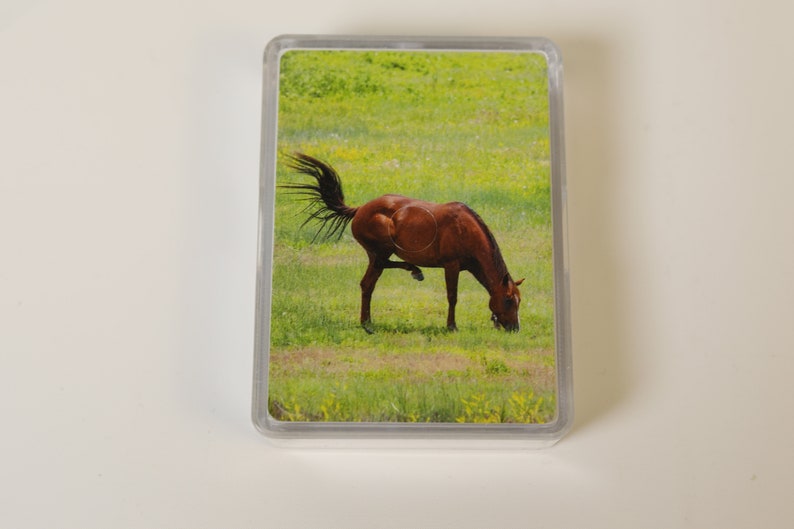 animal photography games Horse tail swinging horse lovers birthday gifts South Dakota Deck of cards animal lovers hobbies poker