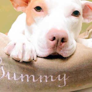 May include: A white and brown dog with a pink nose resting on a brown dog bed with the word "Sunny" embroidered on it.