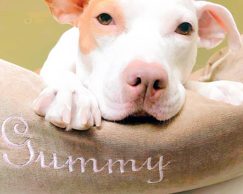 May include: A white and brown dog with a pink nose resting on a brown dog bed with the word "Sunny" embroidered on it.