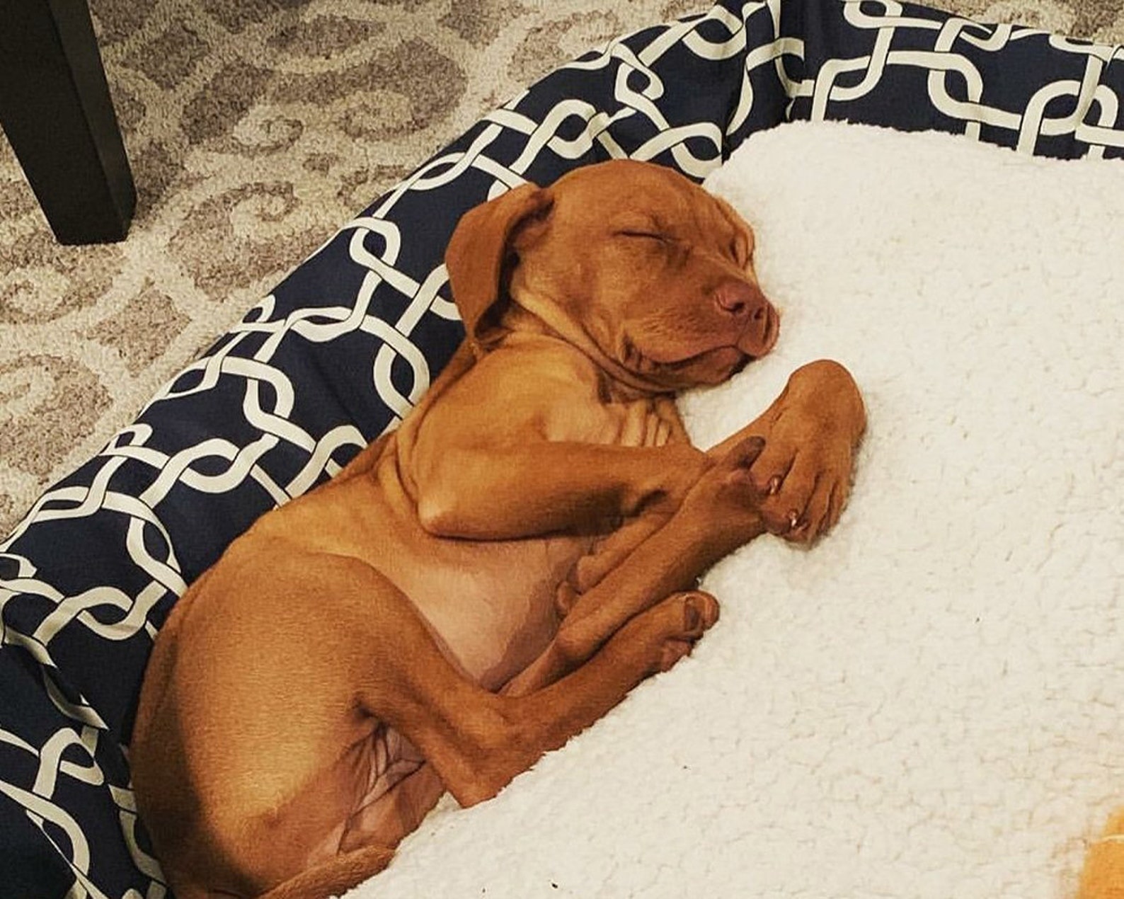 Beautiful view of Sherpa Fabric Dog Bed Safety Recommendations