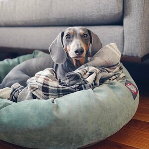 May include: A grey and brown dachshund dog is lying in a green dog bed. The dog is covered with a plaid blanket. The dog bed is round and has a raised edge.